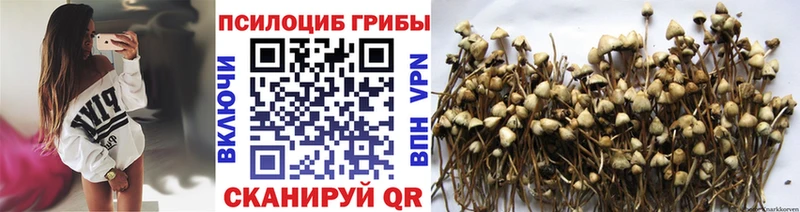 Галлюциногенные грибы Cubensis  закладка  Жиздра 